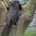 Australian Koel